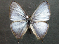 Erysichton lineata lineata - Adult